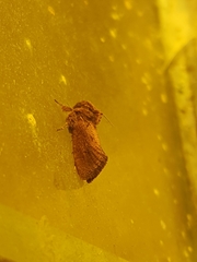 Acrolophus walsinghami