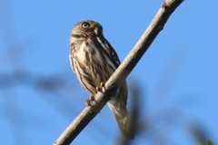Glaucidium peruanum
