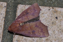 Rusicada albitibia