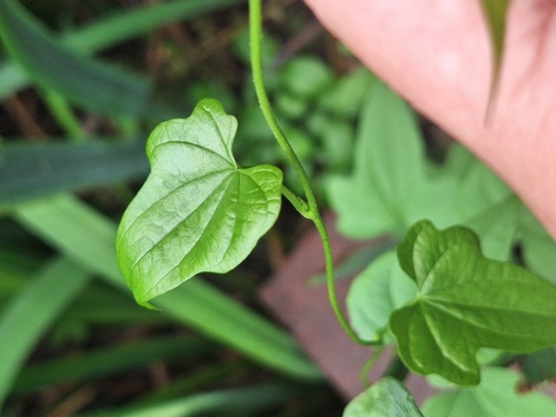Dioscorea sinuata (Dioscorea sinuata)