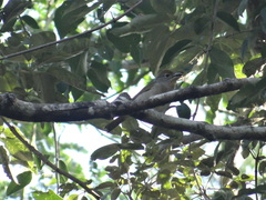 Piranga roseogularis