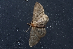 Gymnoscelis esakii