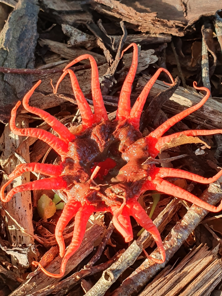 Aseroe rubra · October 2025 · photo: © corli (iNaturalist, cc-by)