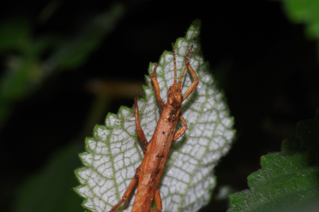 Orestes japonicus