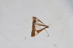 Agrioglypta eurytusalis