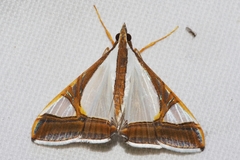 Agrioglypta eurytusalis