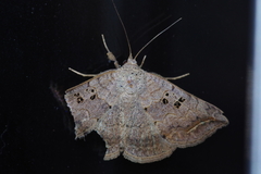 Blasticorhinus rivulosa