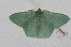 Thalassodes intaminata