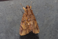 Ercheia dubia