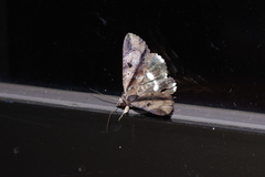 Ercheia dubia