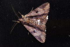 Ercheia dubia