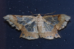 Krananda semihyalina