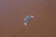 Krananda semihyalina