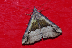Hypena gonospilalis