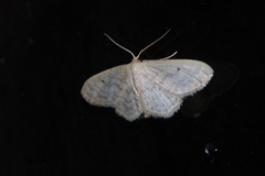 Idaea neovalida