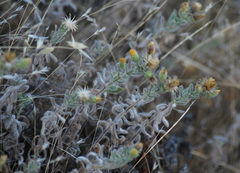 Heterotheca sessiliflora echioides
