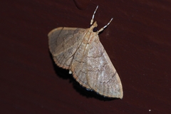 Hyalobathra illectalis