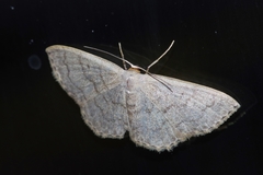 Scopula plumbearia