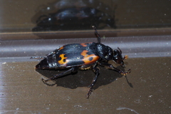 Nicrophorus nepalensis