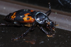 Nicrophorus nepalensis