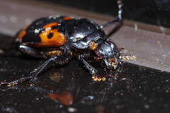Nicrophorus nepalensis