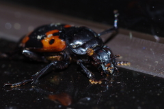Nicrophorus nepalensis