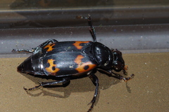 Nicrophorus nepalensis