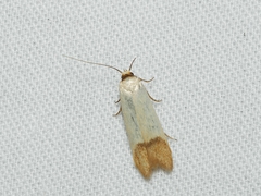 Tachystola stenoptera