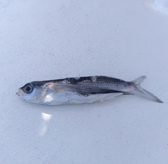 Oceanic Flyingfish photo 1