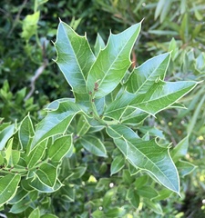 Maytenus ilicifolia