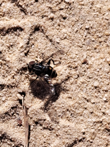 Unknown species found near Garner, NC 27529, USA