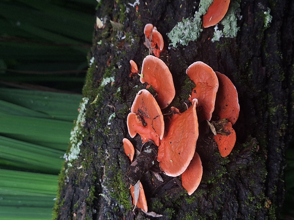 Trametes sanguinea · October 2025 · photo: © rocio_pose (iNaturalist, cc-by)