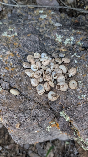 Doña Ana Talussnail