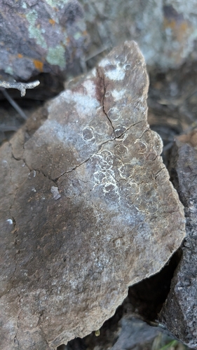 Doña Ana Talussnail