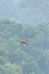 Falco cenchroides cenchroides