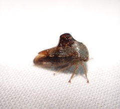 Telamona decorata