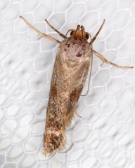 Zauclophora procellosa