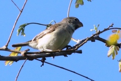Sporophila peruviana