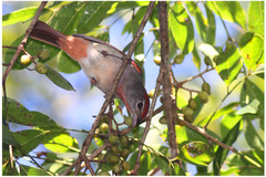 Piranga roseogularis