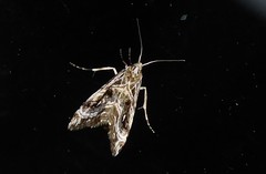Gadira acerella