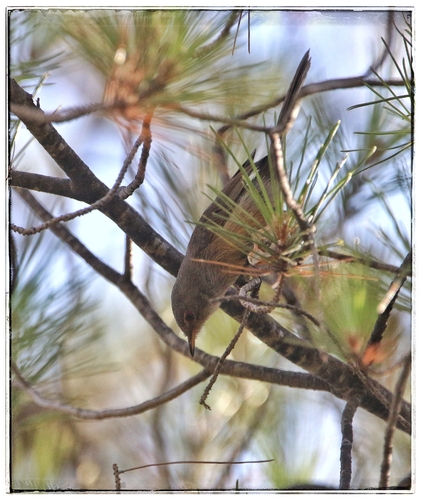 Dartford Warbler
