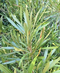 Pouteria salicifolia