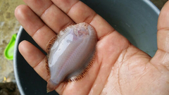 Trinectes maculatus