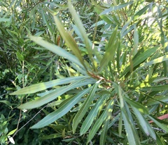 Pouteria salicifolia