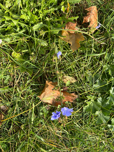 chicory