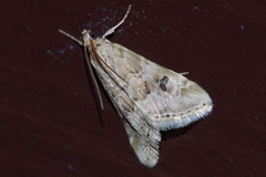 Hellula undalis