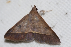 Hypospila bolinoides
