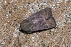 Athetis stellata