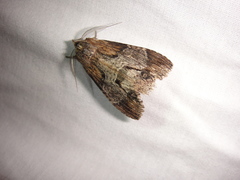 Dasylophia thyatiroides