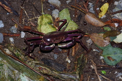 Geothelphusa tenuimanus